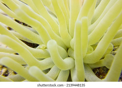 Macro Image Of The Tentacles Of A Sea Anenome Underwater In The Caribbean Sea Off The Island Of Bonaire; Close-up