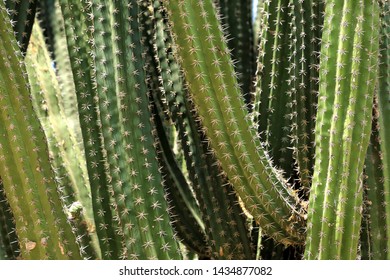 Macro image of textured surface of cactus flower in Aruba island