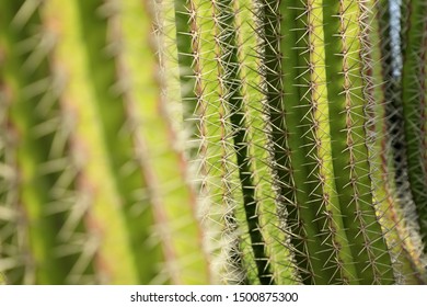 Macro image of textured surface of cactus flower in Aruba island