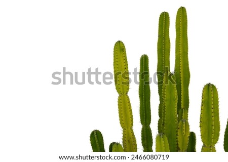 Macro image of textured surface of cactus on white background. Isolated.