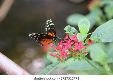 Macro image of a Tiger Longwing Butterfly on Egyptian Star blooms, England
