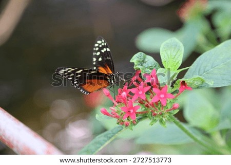 Macro image of a Tiger Longwing Butterfly on Egyptian Star blooms, England
