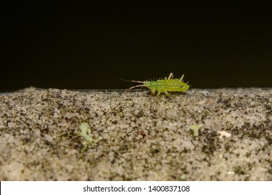 A Macro Image Of A Tiny Green Aphid With Long Antennae On A Gravestone In England, UK.