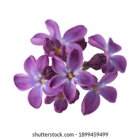 Makrobild von Lilac-Blumen einzeln auf weißem Hintergrund. Schwache Feldtiefe.  Selektiver Fokus.