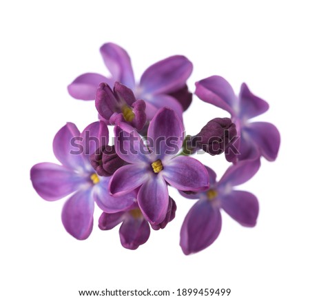 Macro image of tiny Lilac flowers isolated on white background. Shallow depth of field.  Selective focus.