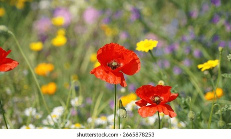 Macro image of two sunlit red Common Poppies, Derbyshire England
