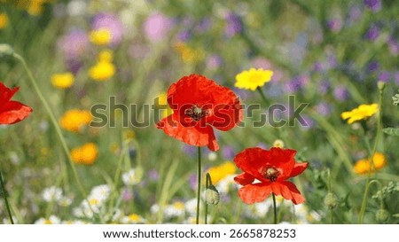 Macro image of two sunlit red Common Poppies, Derbyshire England
