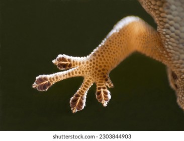Macro image of the underside of the foot of a Cape Dwarf Gecko through a window pane