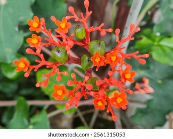 Macro Image of Vibrant Red Flower Cluster With Green Foliage in Background, Close-up photograph depicting a vivid red flower cluster with green berries and surrounding lush foliage in a natural  - Powered by Shutterstock