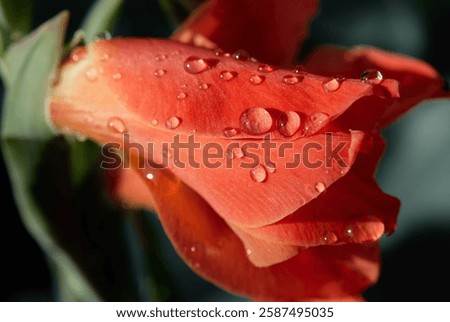 Macro image of a vibrant red flower covered in sparkling dew drops. Highlights the natural beauty and intricate details of petals, symbolizing freshness and nature's purity.
