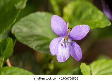 Macro image of Viola odorata or sweet violet flower in its natural habitat in springtime forest