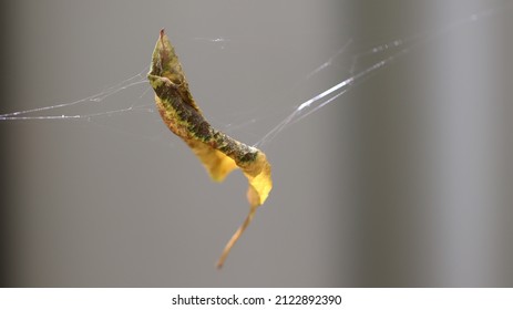 Macro image of yellow leaf caught in spider web.