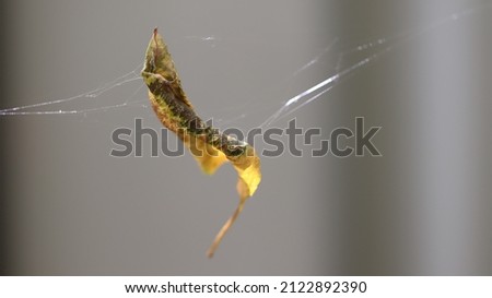 Macro image of yellow leaf caught in spider web.