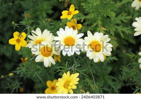 Macro image of yellow Marguerite blooms, Derbyshire England