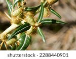Macro images of Bathurst Burr or Xanthium spinosum a introduced noxious weed pest