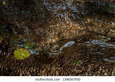 Macro Images Of Ravine Leading To Huron River Near Ann Arbor, Michigan