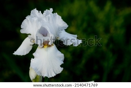 Macro of Immortality bearded iris, a highly fragrant cultivar with large, pure white flowers and ruffled petals. 