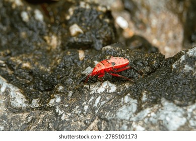 Macro insect bug red nymph rock closeup wildlife nature outdoor, bright red insect nymph crawling wet rock surface, macro closeup with natural texture, shallow depth of field, detailed pattern