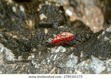Macro insect bug red nymph rock closeup wildlife nature outdoor, bright red insect nymph crawling wet rock surface, macro closeup with natural texture, shallow depth of field, detailed pattern