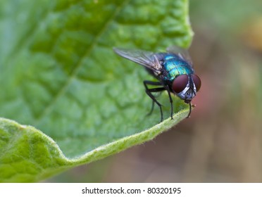macro. insect - a fly