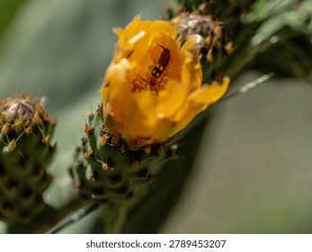 Macro insect inside yellow cactus flower with soft natural background