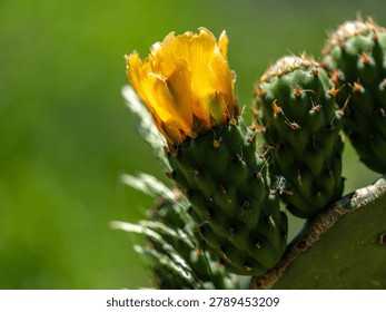 Macro insect inside yellow cactus flower with soft natural background