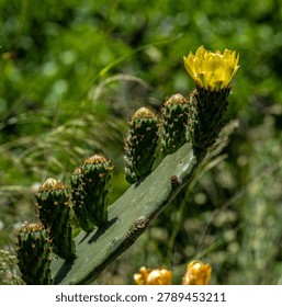 Macro insect inside yellow cactus flower with soft natural background