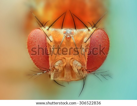 macro, insect, spider, bee, stacking, stack, fly, micro