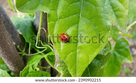 Macro insect three-point ladybug on a green background in the garden on the green leaves of the bean plant in the background