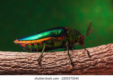 Macro Insects Buprestidae Bokeh Background