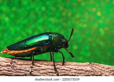 Macro Insects Buprestidae Bokeh Background