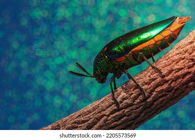 Macro Insects Buprestidae Bokeh Background