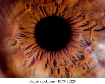 Macro iris eye