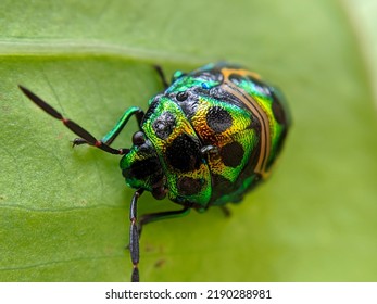 10,225 Jewel insect Images, Stock Photos & Vectors | Shutterstock