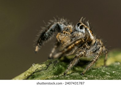 Macro of Jumping Spider, Insect World