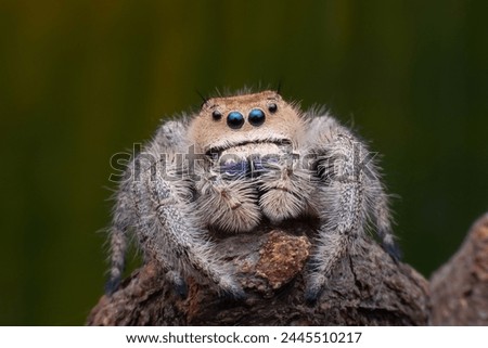 Macro jumping spider on dry leaf in garden, Isolate spider natural insect