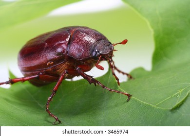 Macro Of June Bug On Green Leaf