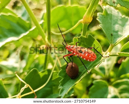 macro juvenile cotton bug (Dysdercus cingulatus) on a bush, family Pyrrhocoridae.
