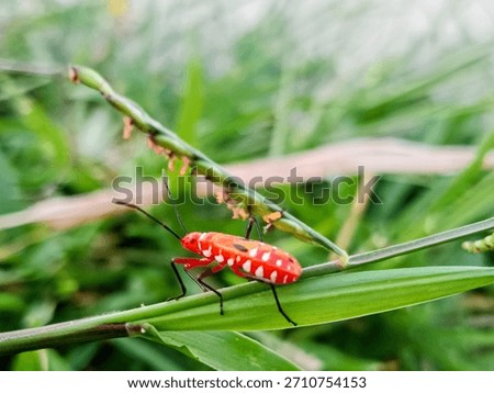 macro juvenile cotton bug (Dysdercus cingulatus) on a bush, family Pyrrhocoridae.
