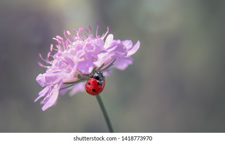 Macro Lady Bug And Flower 