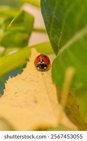 A macro of a ladybeetle on a leaf