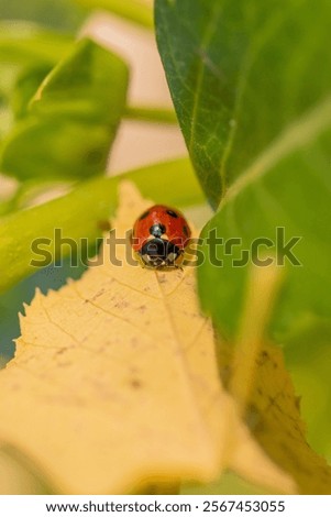 A macro of a ladybeetle on a leaf