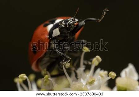 Image, Stock Photo random sample Insect Green