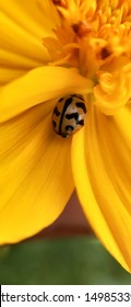 Macro Ladybird Spread Its Wings Before Takeoff With A Blade Of Grass In Slow Motion. Hairy Bark Beetle Insect Macro Closeup, Seven-spot Ladybug (ladybird) Sitting On A Leaf.