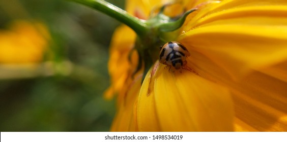 Macro Ladybird Spread Its Wings Before Takeoff With A Blade Of Grass In Slow Motion. Hairy Bark Beetle Insect Macro Closeup, Seven-spot Ladybug (ladybird) Sitting On A Leaf.