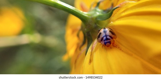 Macro Ladybird Spread Its Wings Before Takeoff With A Blade Of Grass In Slow Motion. Hairy Bark Beetle Insect Macro Closeup, Seven-spot Ladybug (ladybird) Sitting On A Leaf.