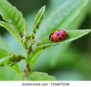 macro of a ladybug (coccinella magnifica) on verbena leafs eating aphids; pesticide free biological pest control through natural enemies; organic farming concept