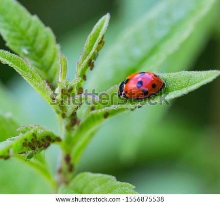 macro of a ladybug (coccinella magnifica) on verbena leafs eating aphids; pesticide free biological pest control through natural enemies; organic farming concept