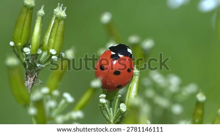 Macro - Ladybug in a field