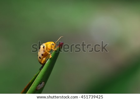 Similar – Image, Stock Photo Fourteen drop ladybug